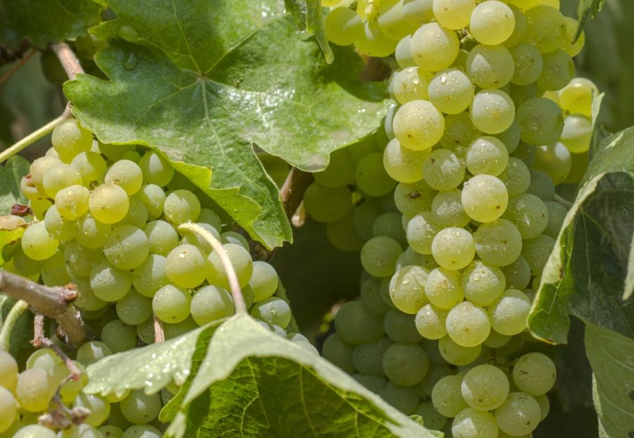 Descubre los secretos de la viticultura