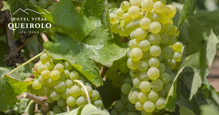 Recorre los viñedos y nútrete de la tradición vitivinícola
