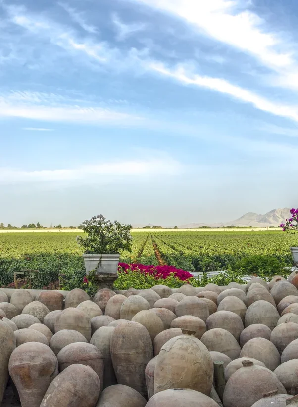 Hotel Viñas Queirolo - Viñedo en el desierto de Ica